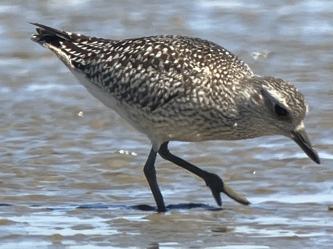 Black-bellied Plover - ML623223526