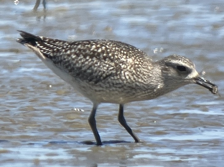 Black-bellied Plover - ML623223527