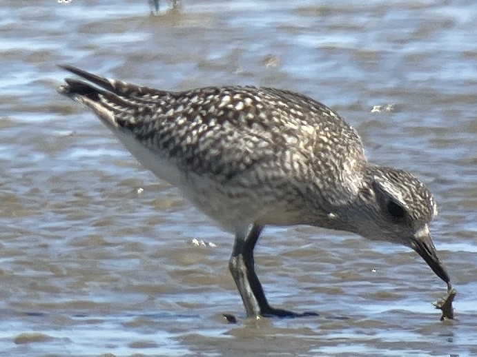 Black-bellied Plover - ML623223528