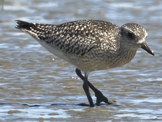 Black-bellied Plover - ML623223529