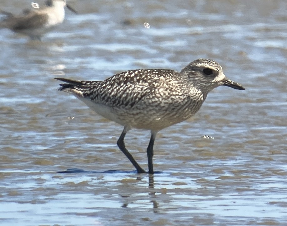 Black-bellied Plover - ML623223530