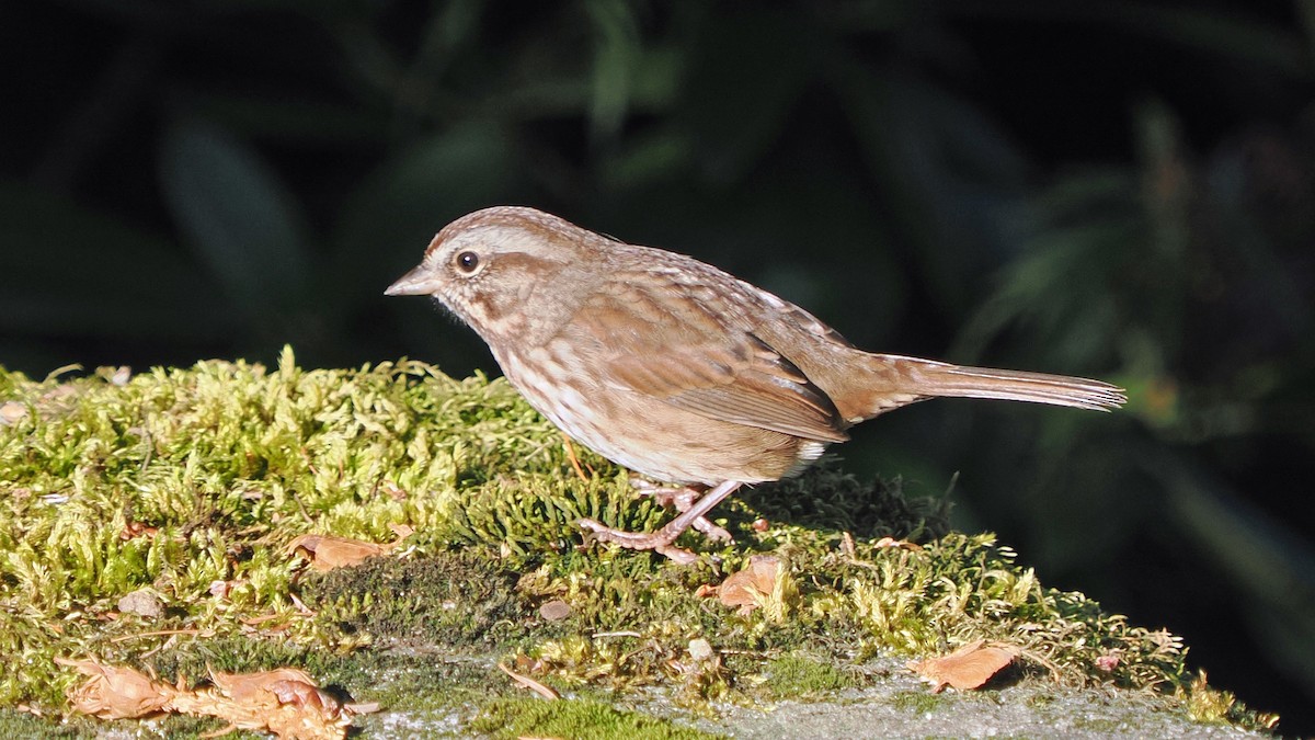 Song Sparrow - Andrew McCormick