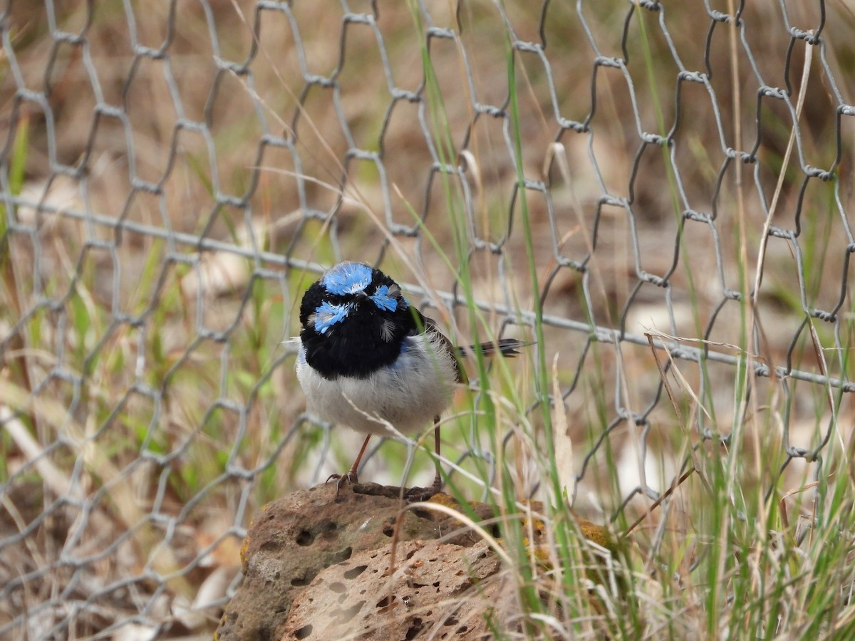 Superb Fairywren - troy and karyn zanker