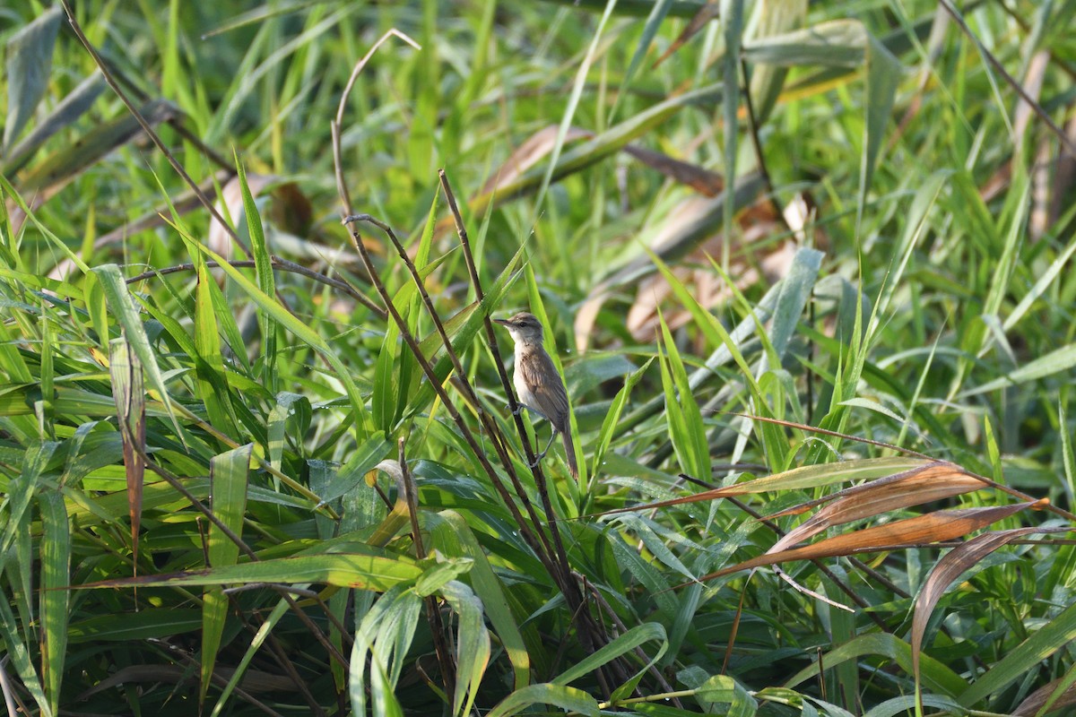 Oriental Reed Warbler - ML623223615