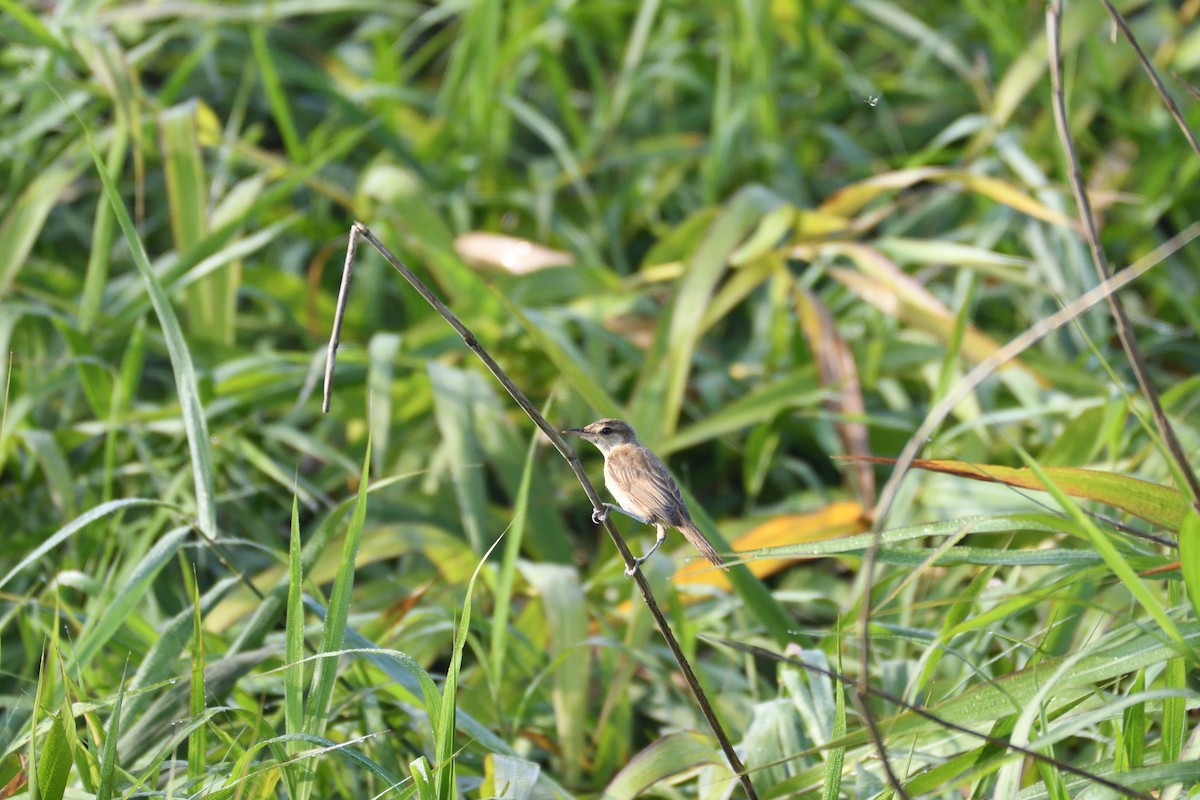 Oriental Reed Warbler - ML623223616