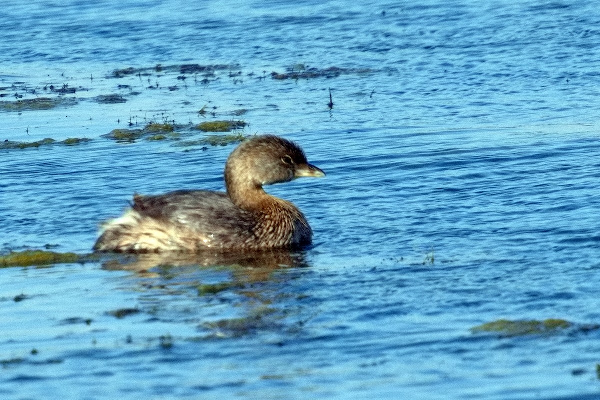 Pied-billed Grebe - ML623223654