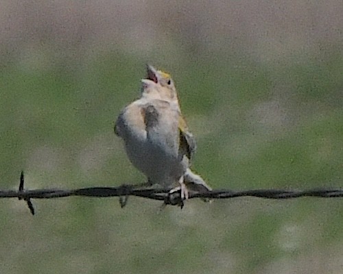 Grasshopper Sparrow - ML623223704