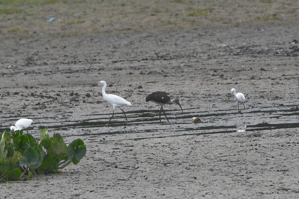 White Ibis - ML623223705