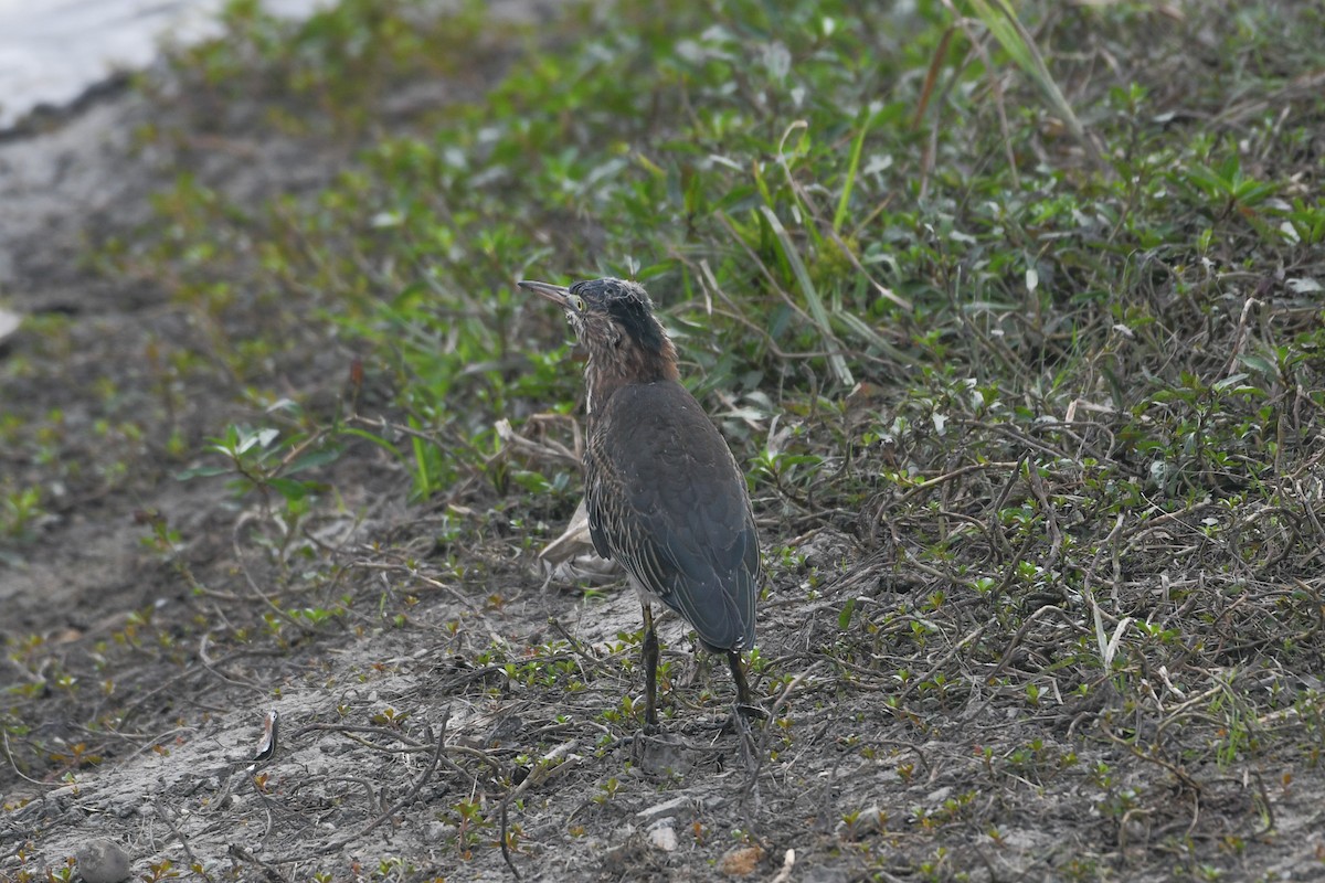 Green Heron - ML623223706