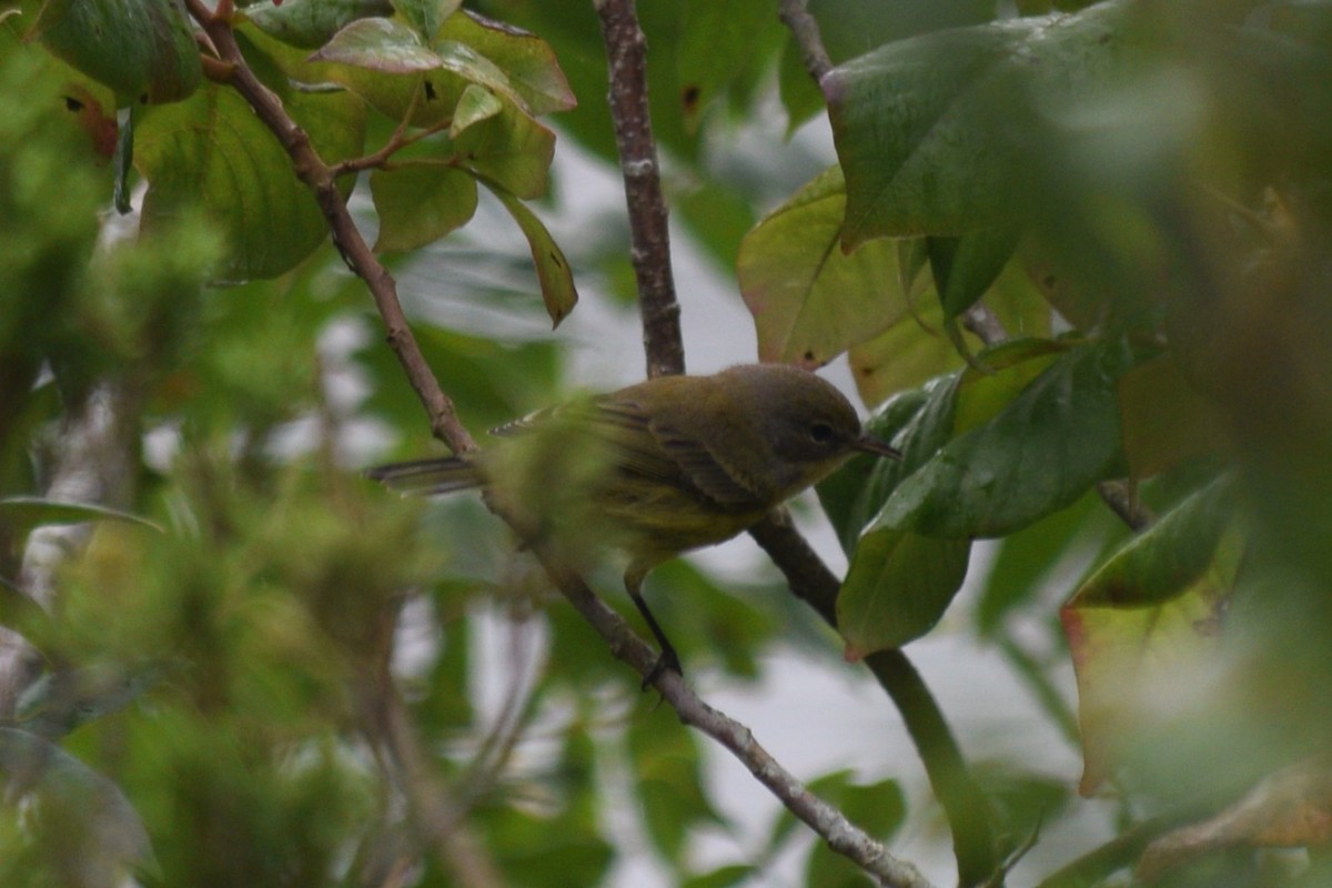 Prairie Warbler - ML623223739