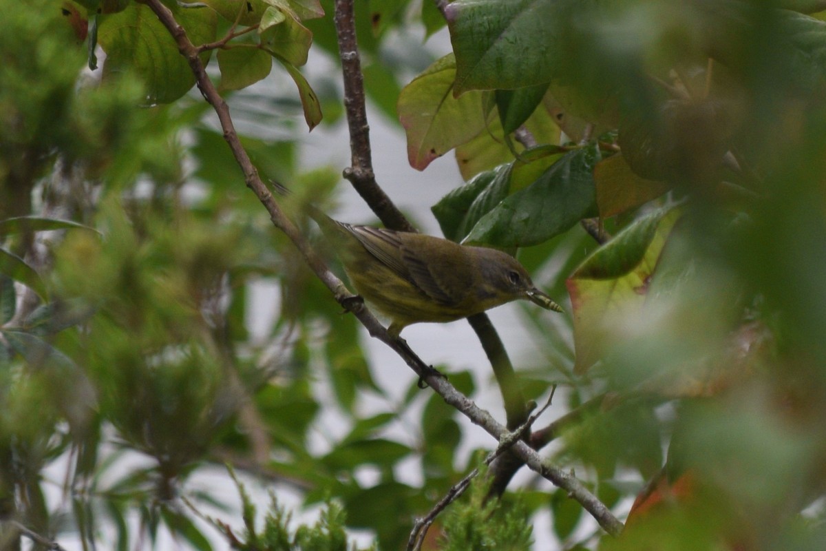 Prairie Warbler - ML623223743