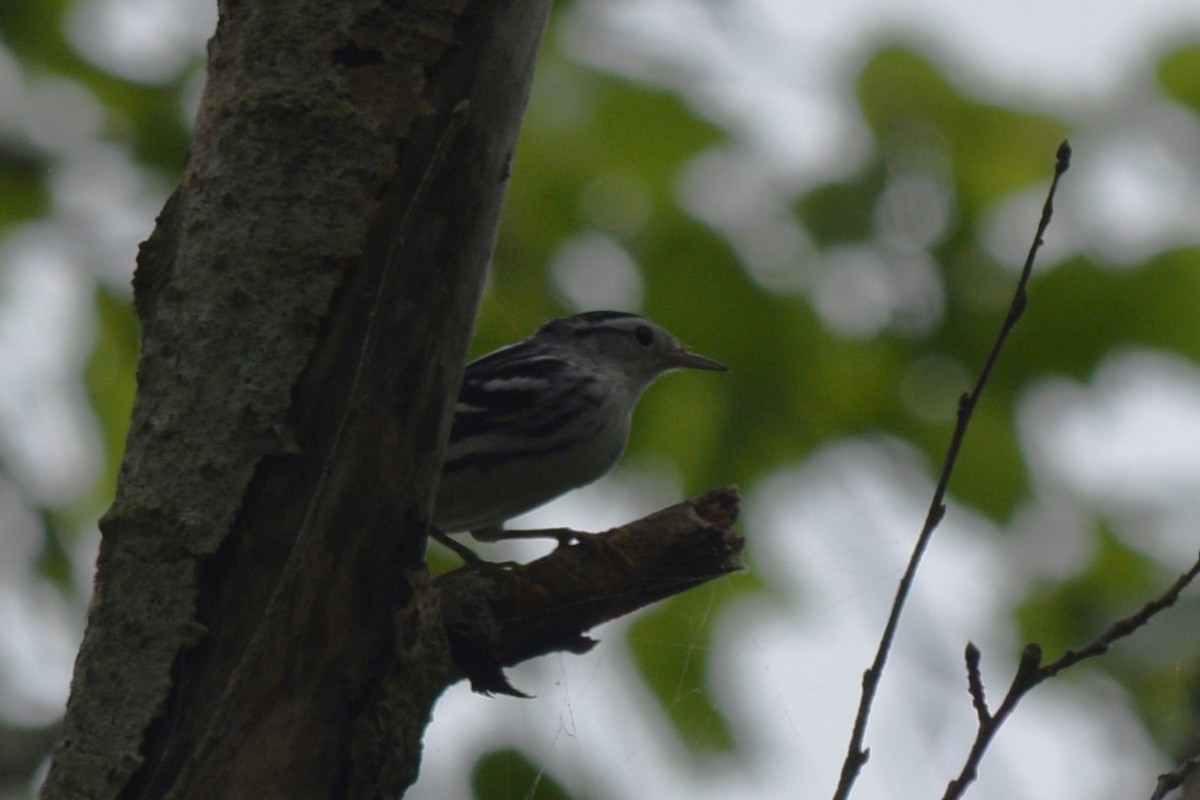 Black-and-white Warbler - ML623223759