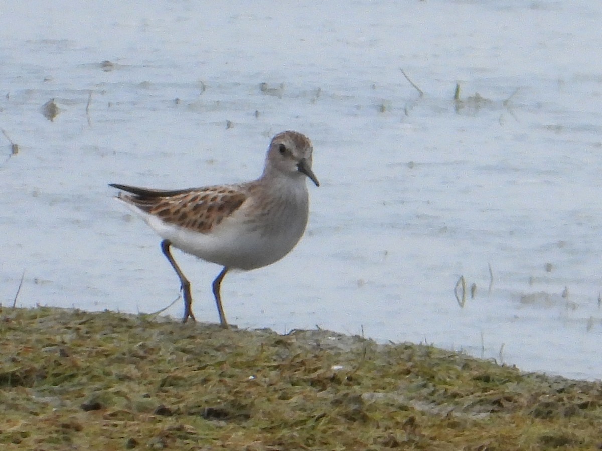 Semipalmated Sandpiper - Samuel Belley