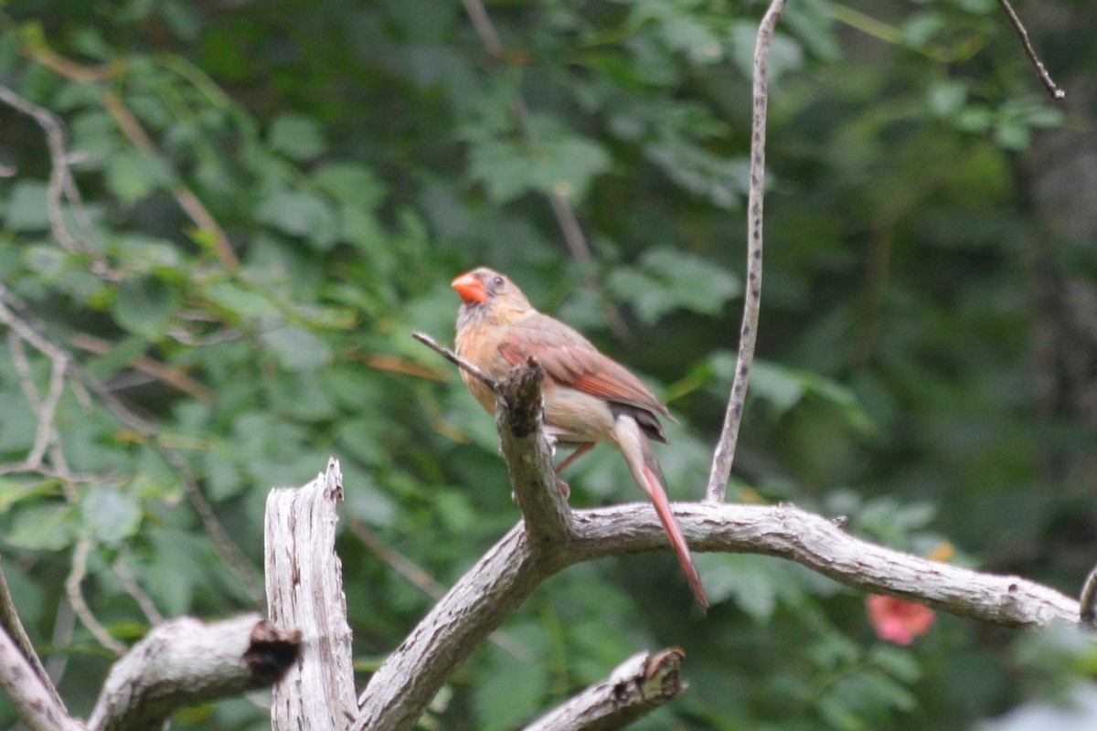 Northern Cardinal - ML623223777