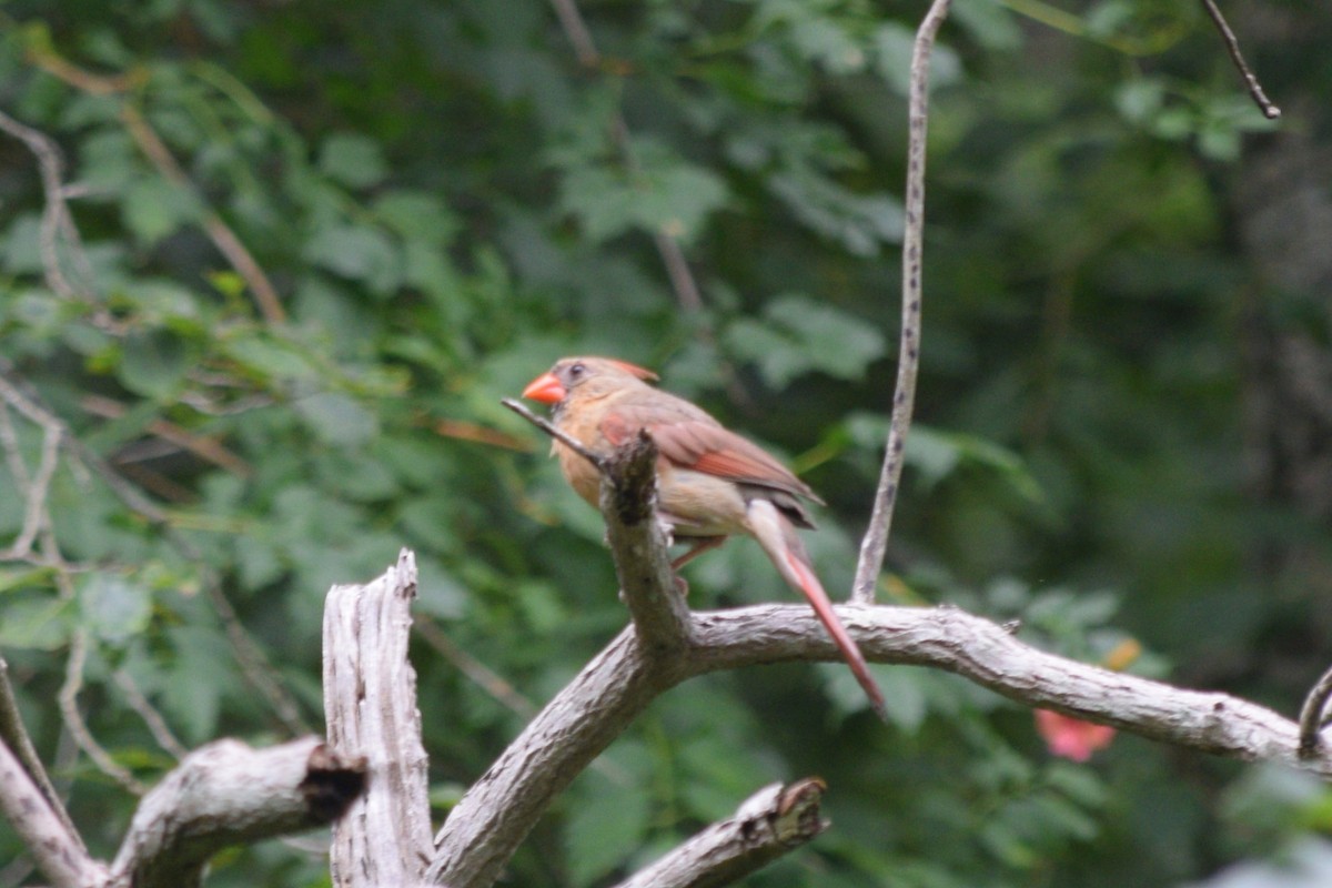 Northern Cardinal - ML623223790