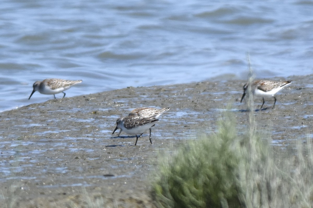 Western Sandpiper - ML623223827