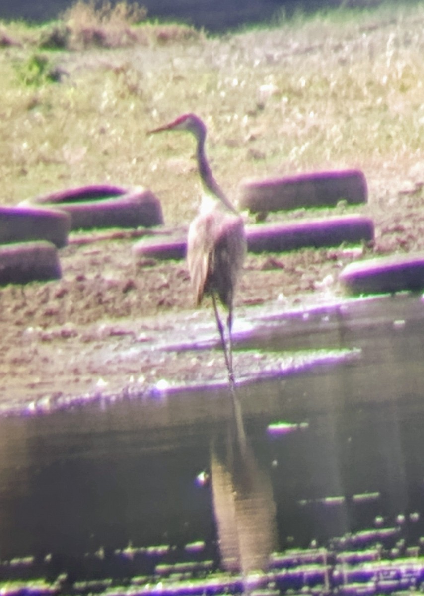 Sandhill Crane - Jeff Hayes