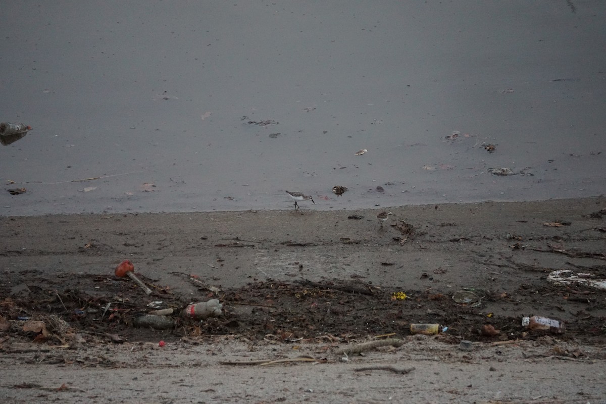Western Sandpiper - ML623223902