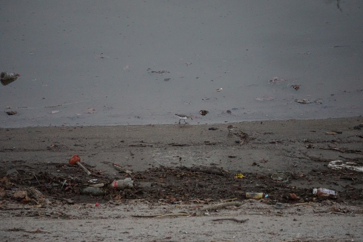 Western Sandpiper - ML623223905