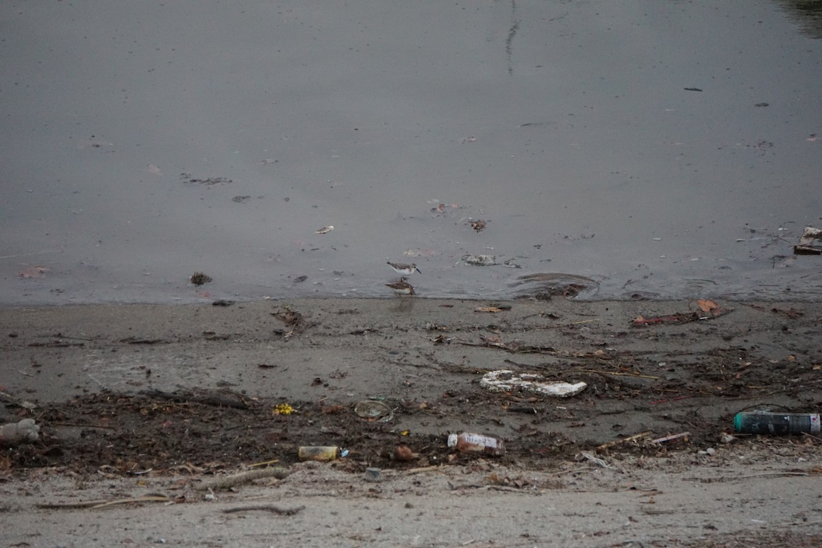 Western Sandpiper - ML623223911