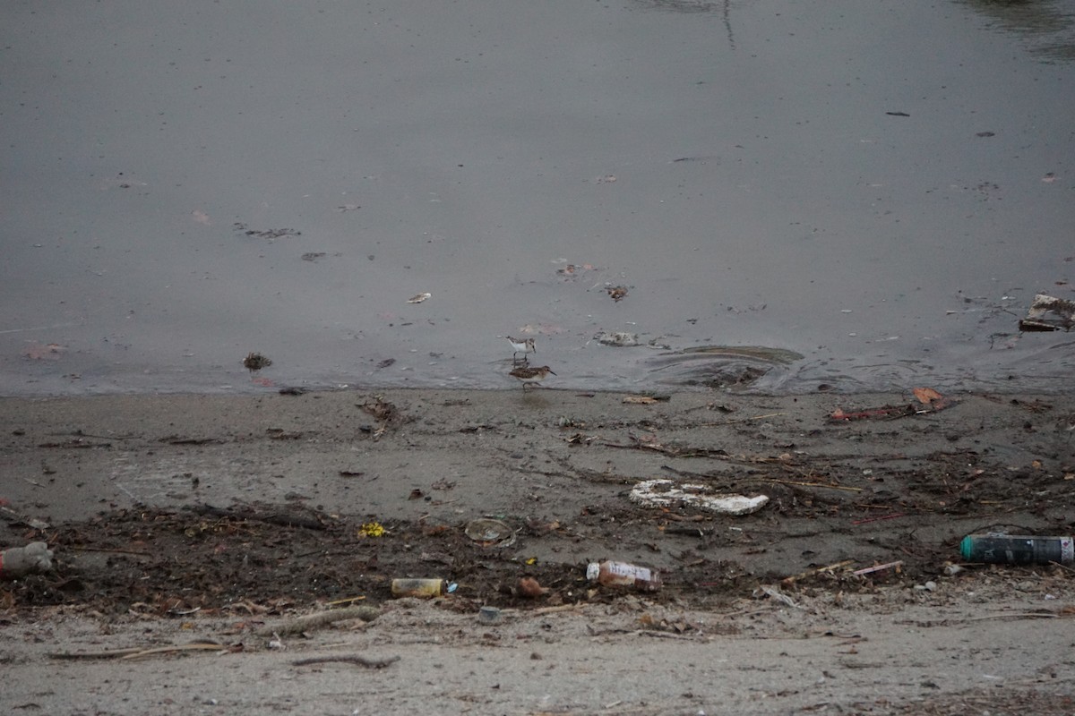 Western Sandpiper - ML623223912