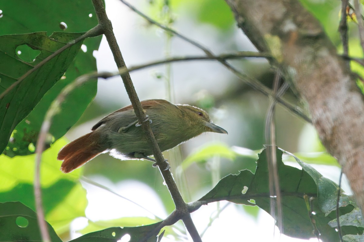 Russet Antshrike - ML623224003