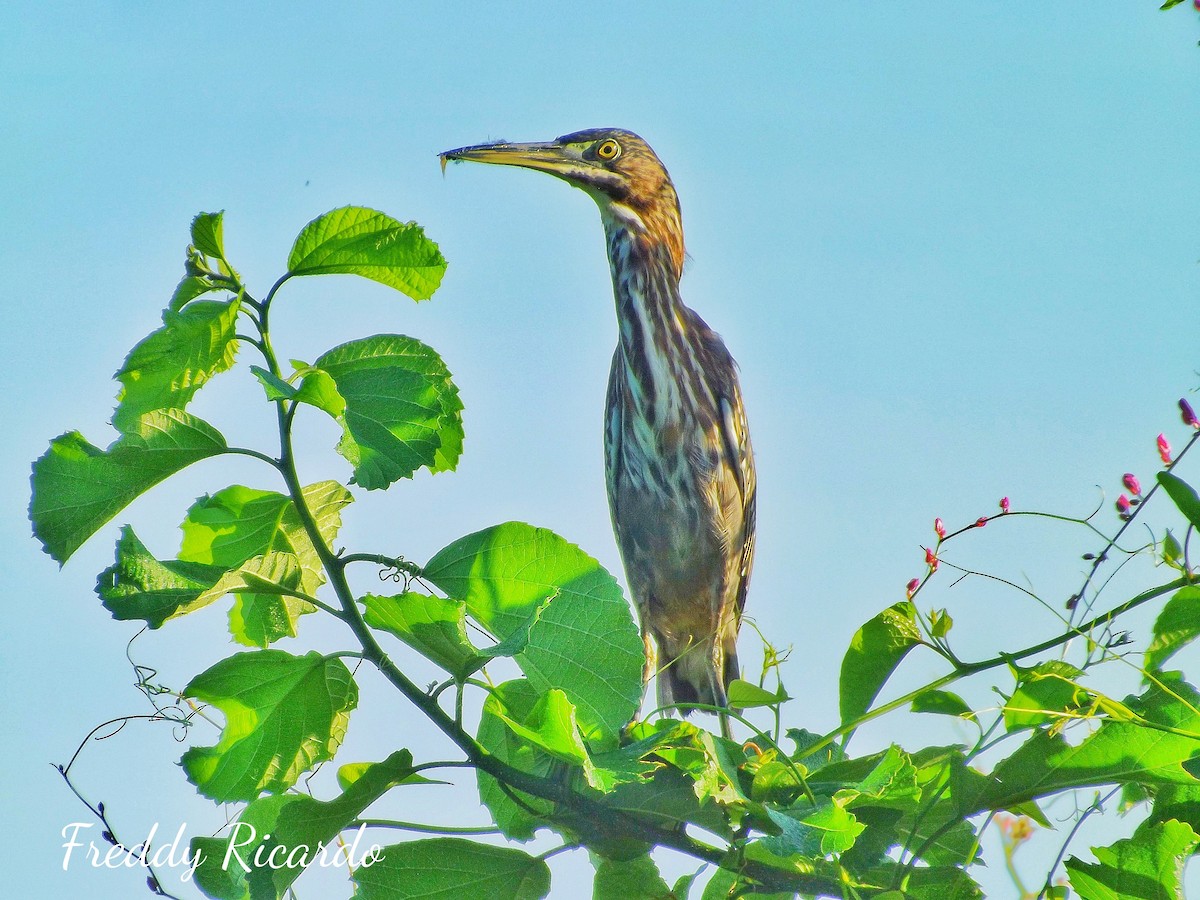 Green Heron - ML623224015