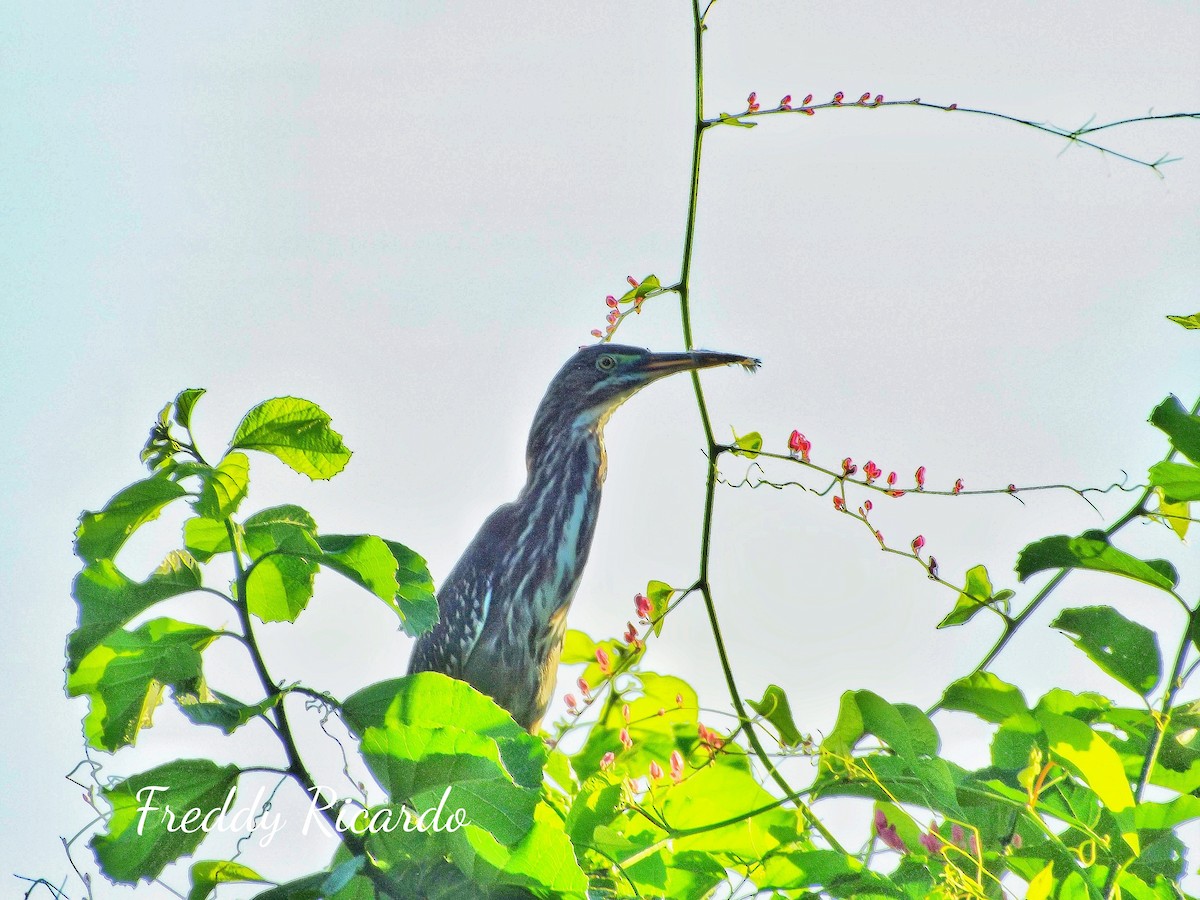 Green Heron - ML623224029