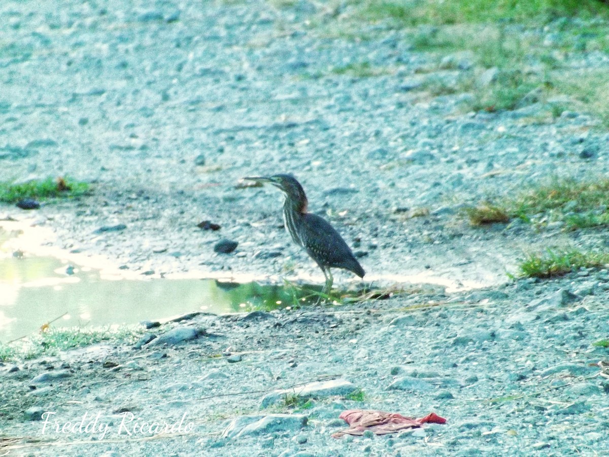 Green Heron - ML623224030