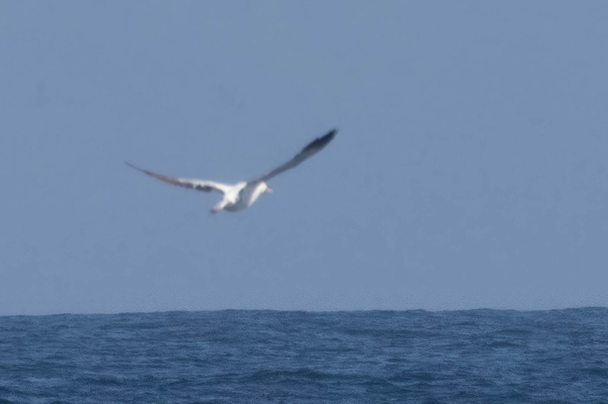 Nazca Booby - ML623224034