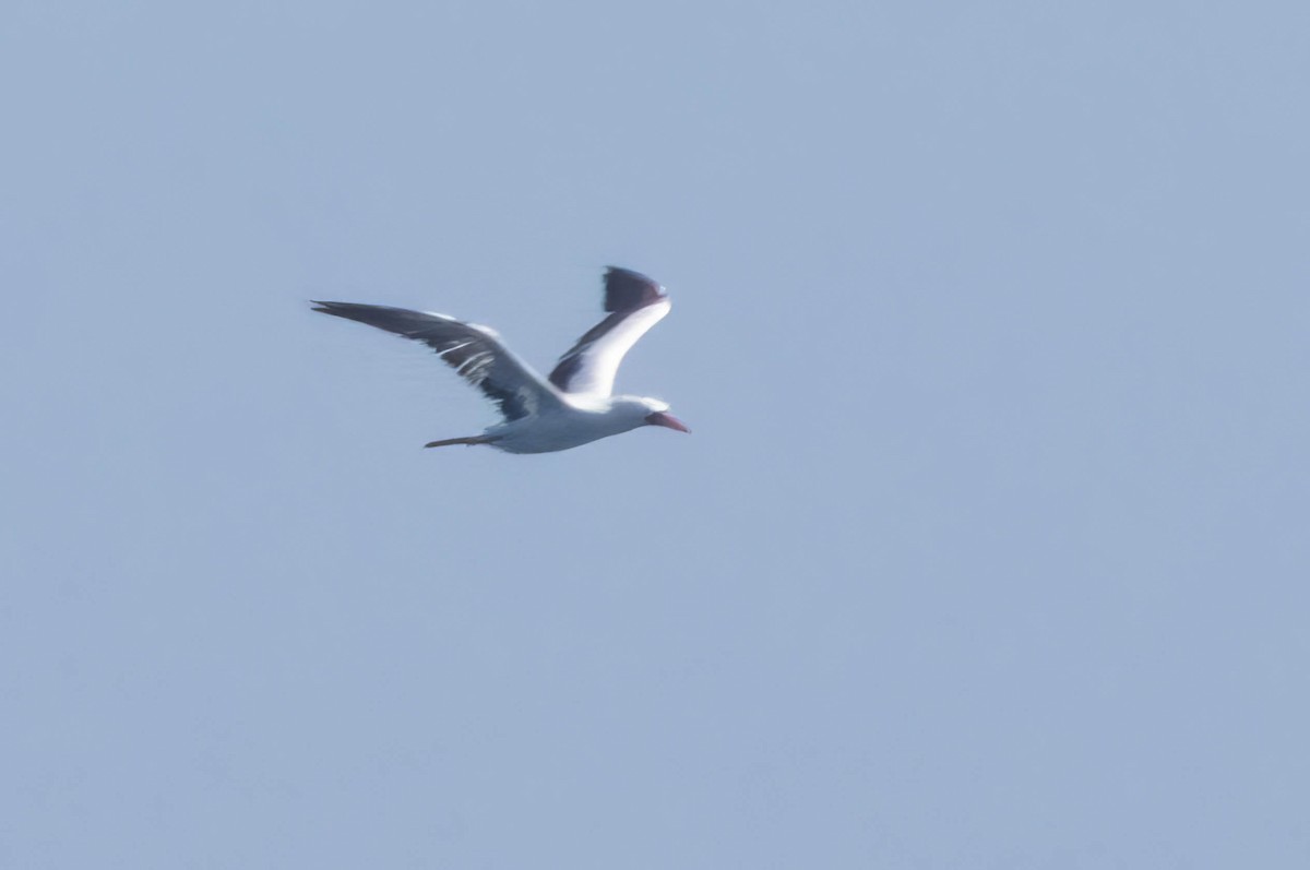 Nazca Booby - ML623224035