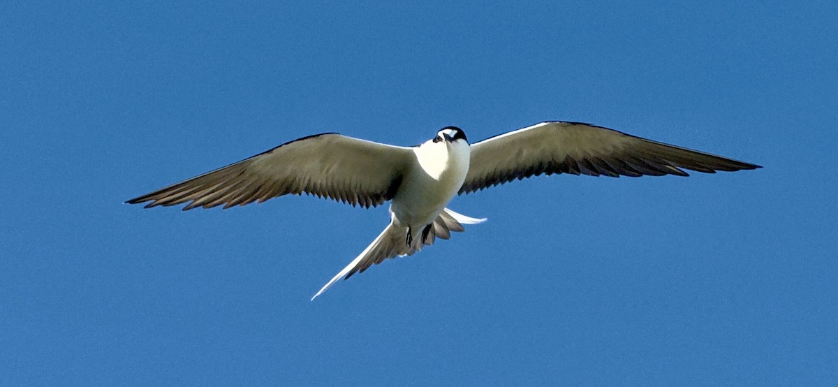 Sooty Tern - ML623224036