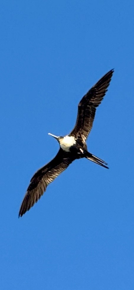 Great Frigatebird - ML623224046