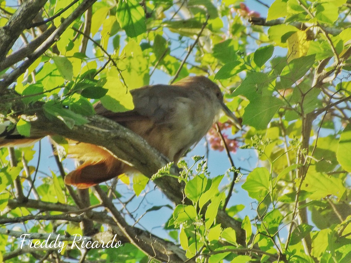 Great Lizard-Cuckoo - ML623224047