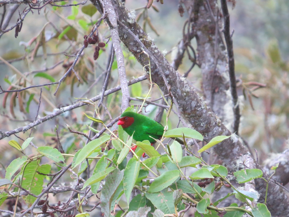 Grass-green Tanager - ML623224065