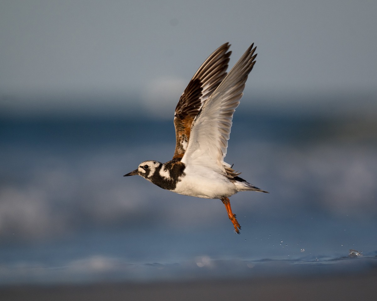 Ruddy Turnstone - ML623224086