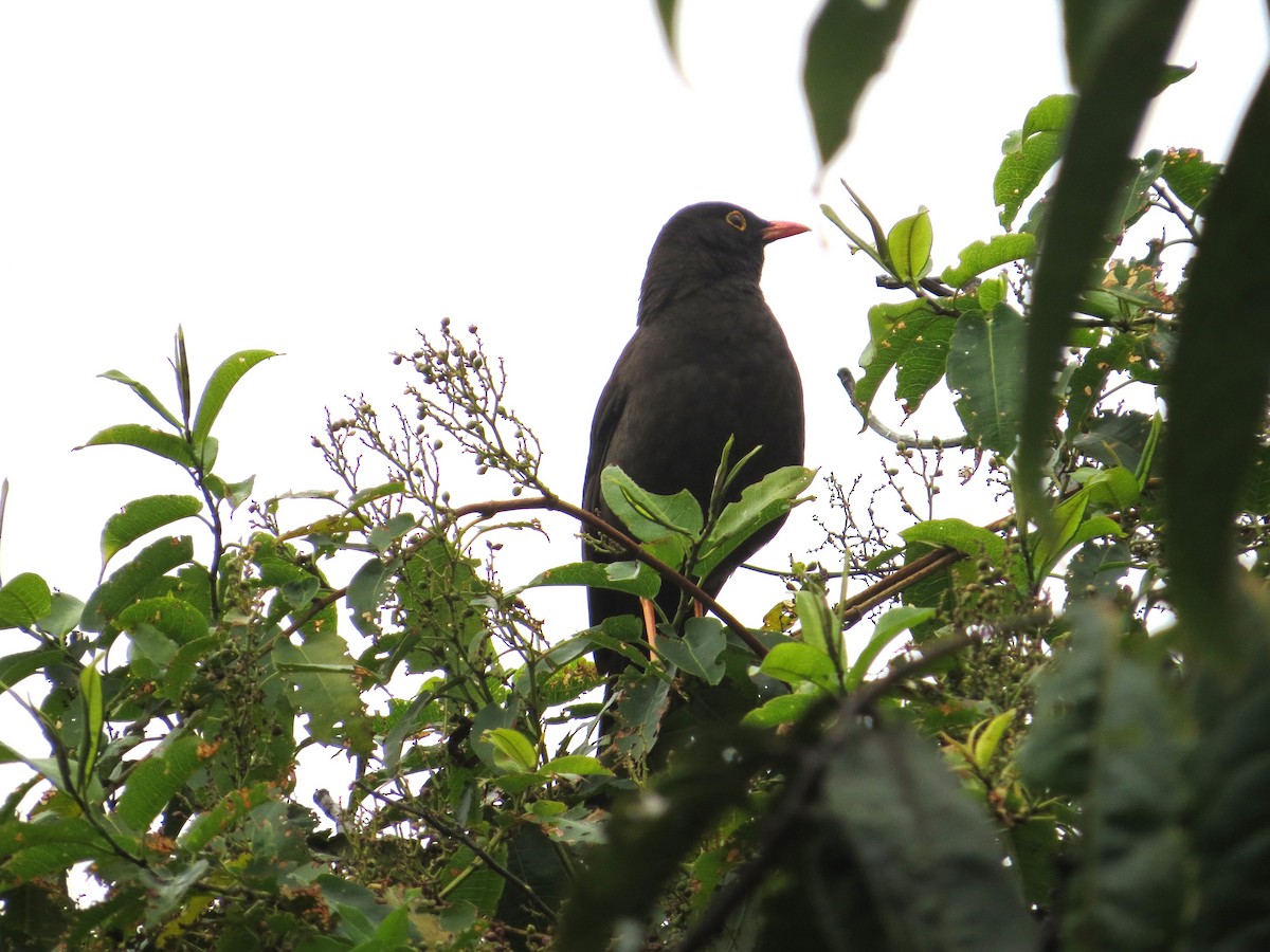 Great Thrush - ML623224112