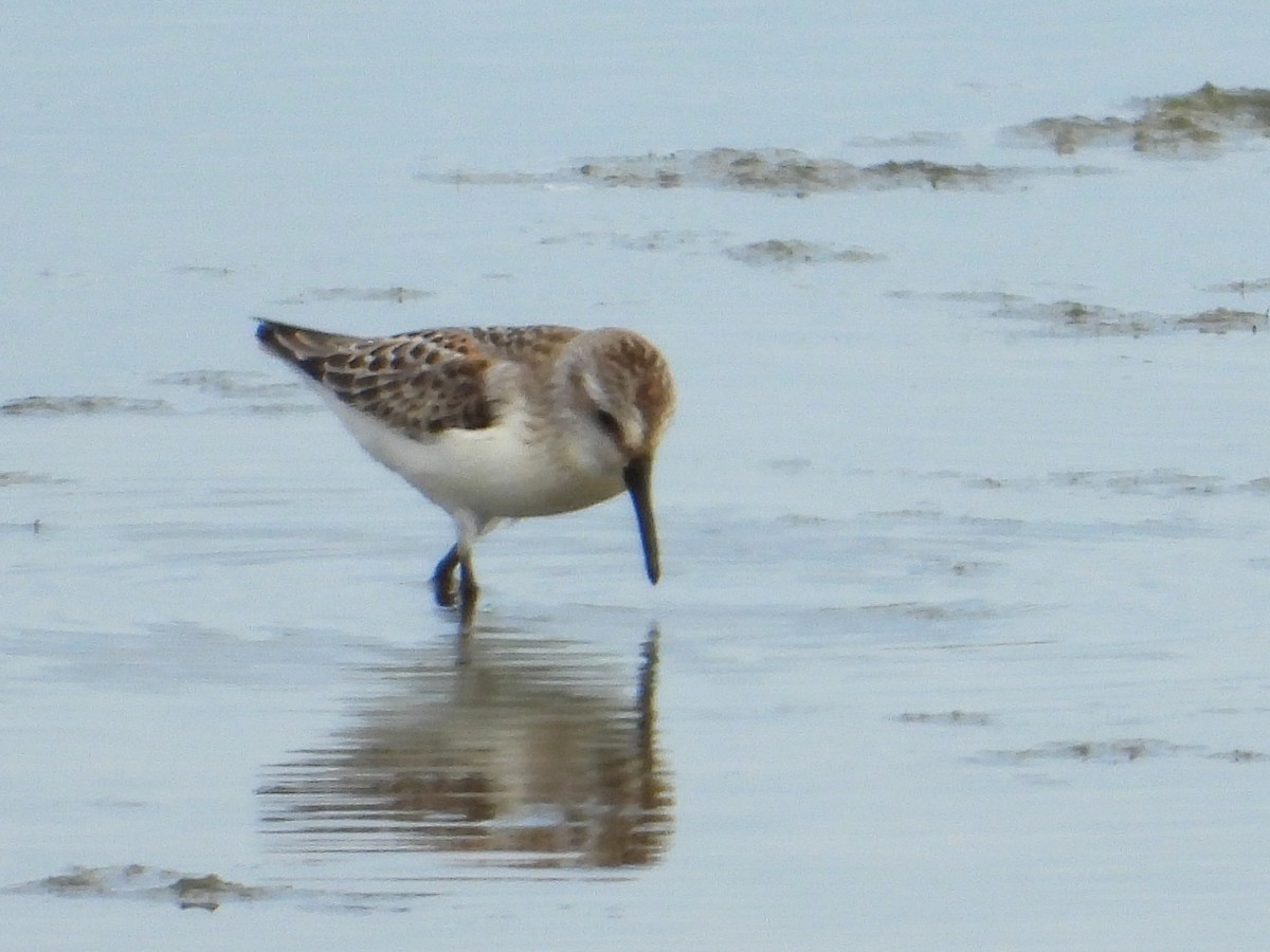 Western Sandpiper - Samuel Belley