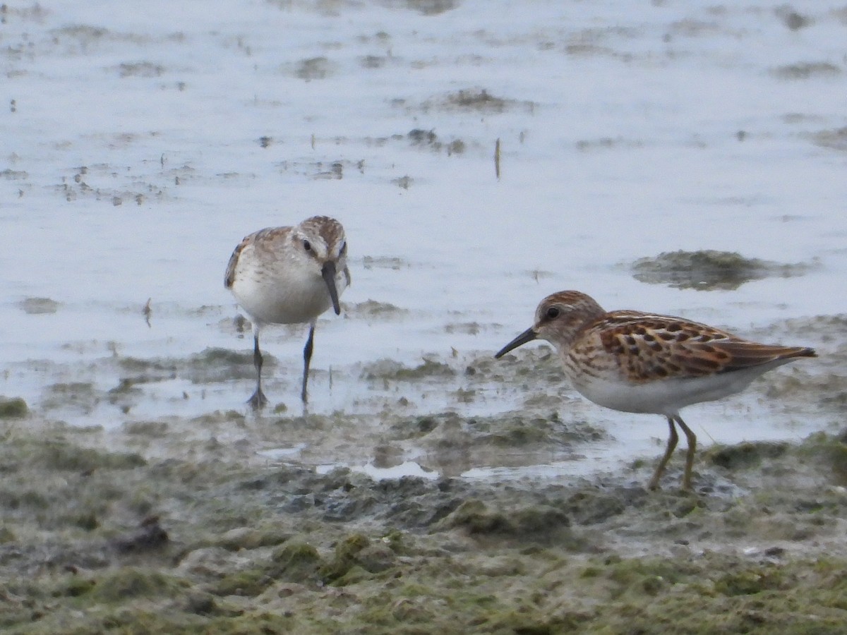 Western Sandpiper - Samuel Belley