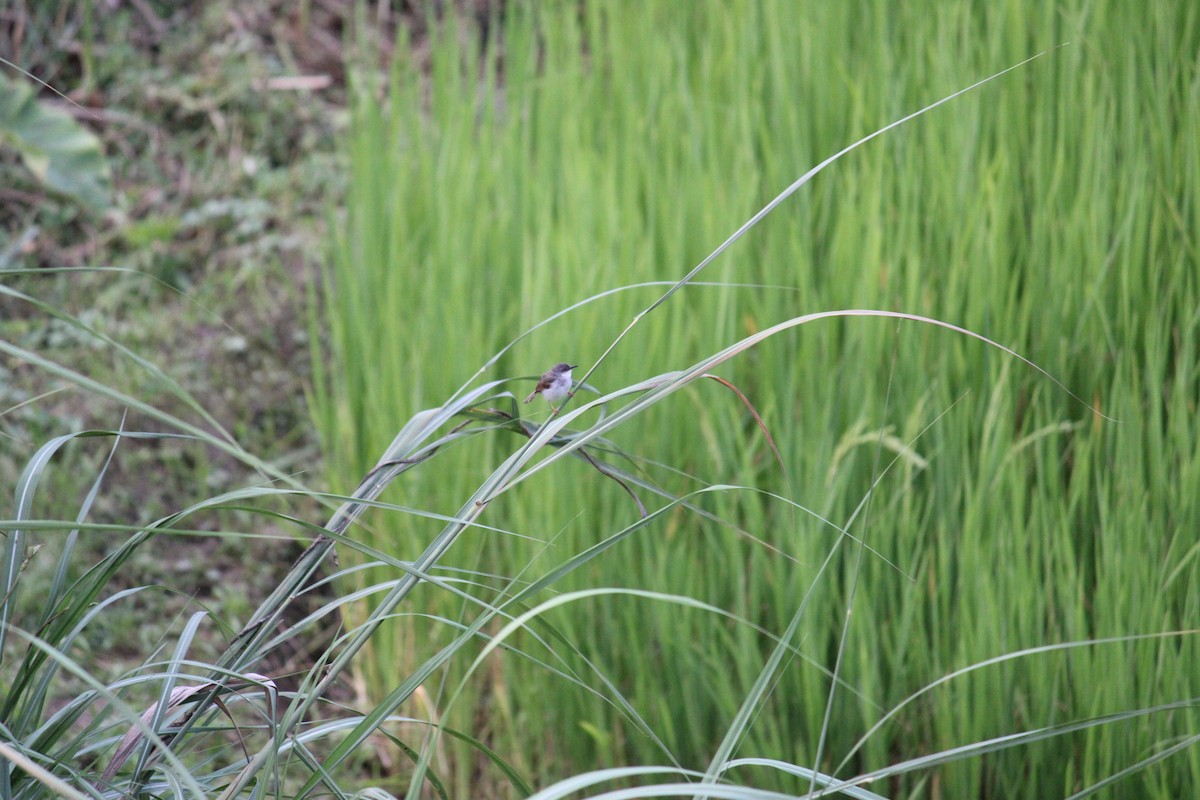 Gray-breasted Prinia - ML623224162