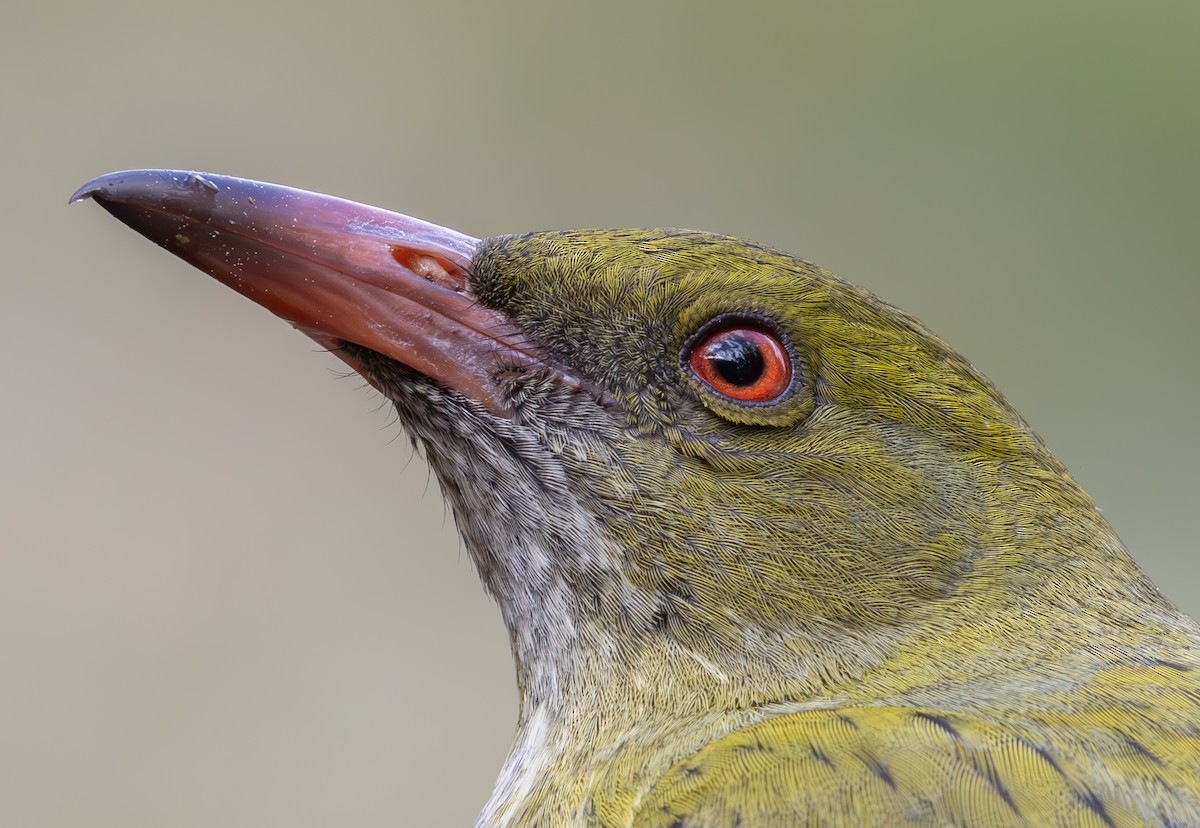 Olive-backed Oriole - ML623224184