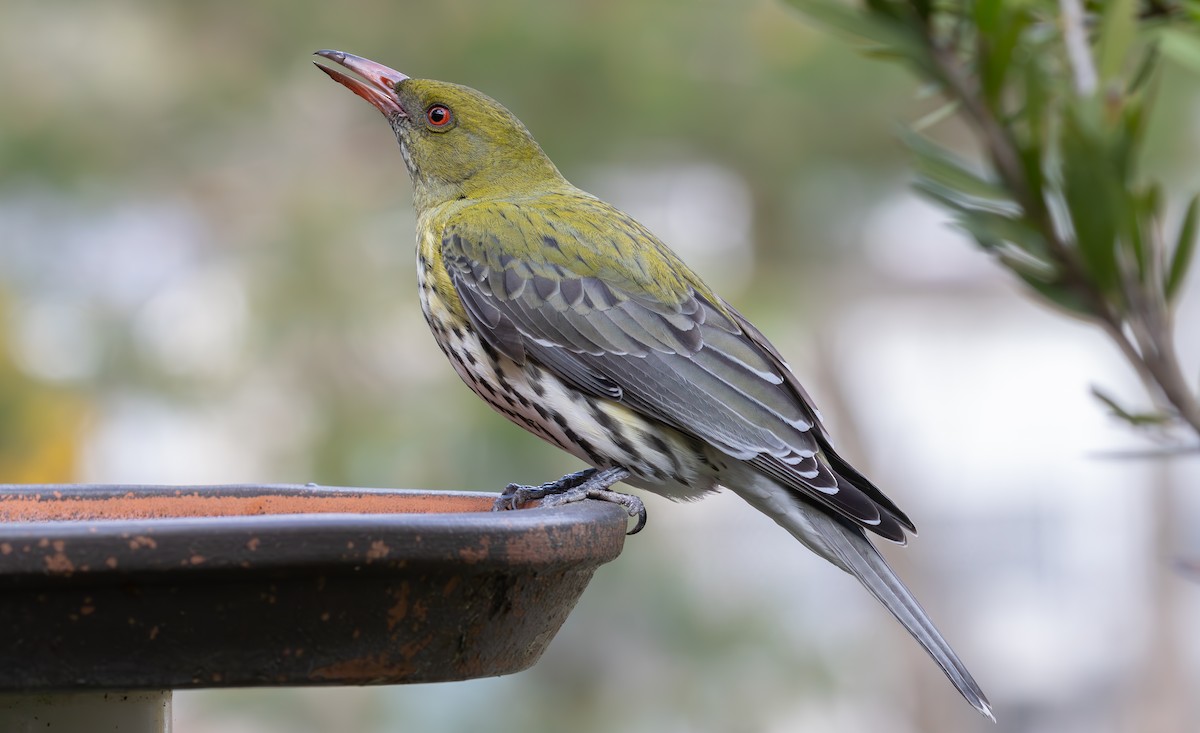 Olive-backed Oriole - ML623224185