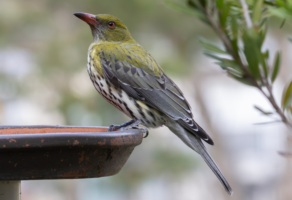 Olive-backed Oriole - shorty w