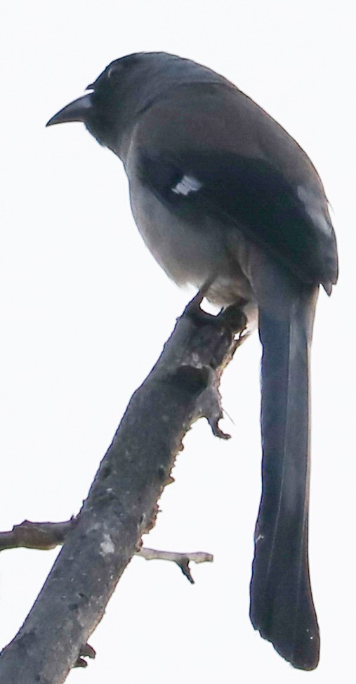 Gray Treepie - ML623224232