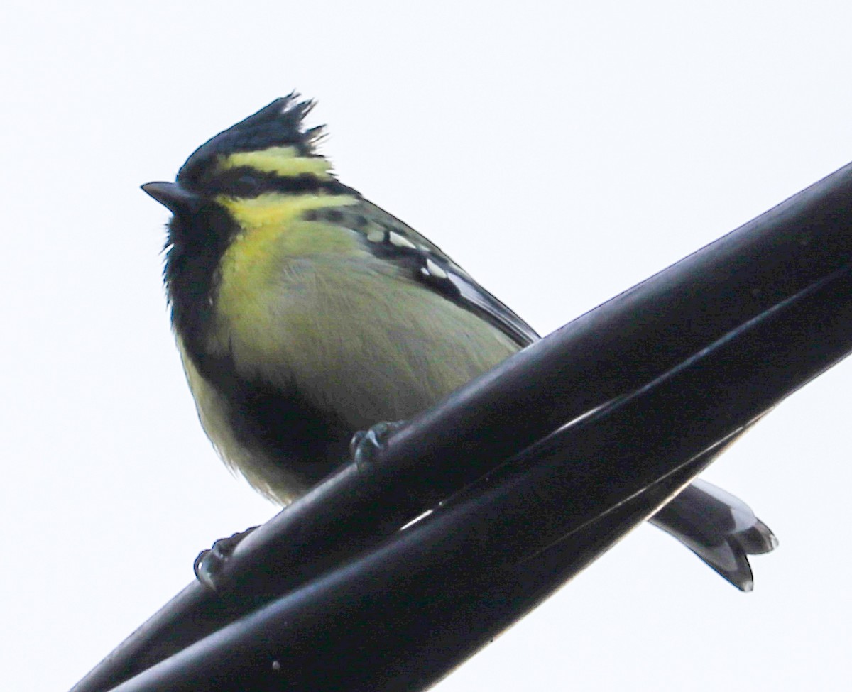 Himalayan Black-lored Tit - ML623224233