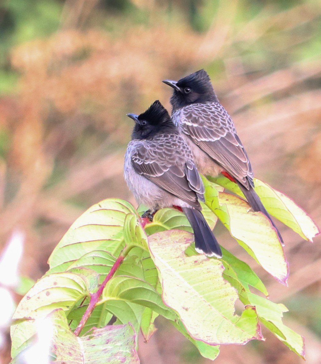 Red-vented Bulbul - ML623224234