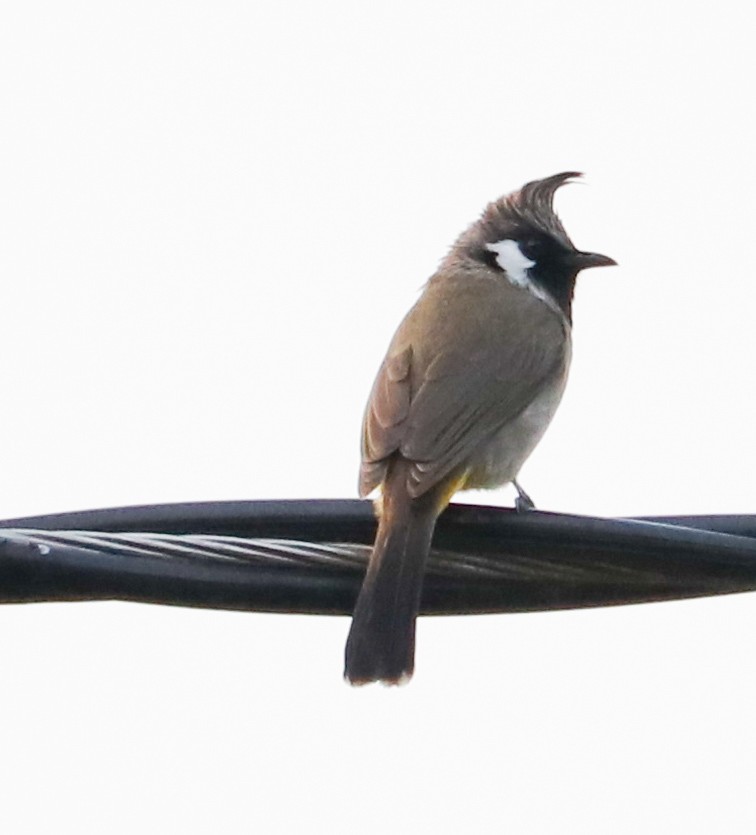 Himalayan Bulbul - ML623224235