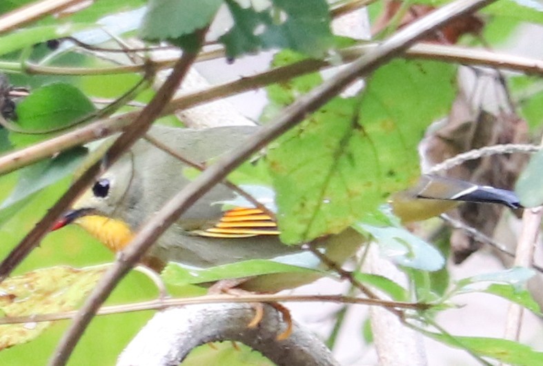 Red-billed Leiothrix - ML623224236