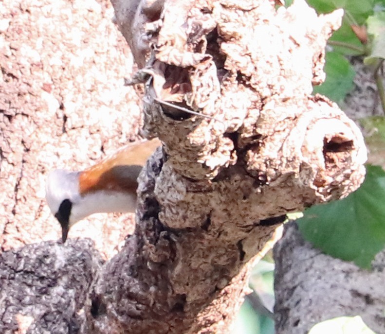 White-crested Laughingthrush - ML623224237