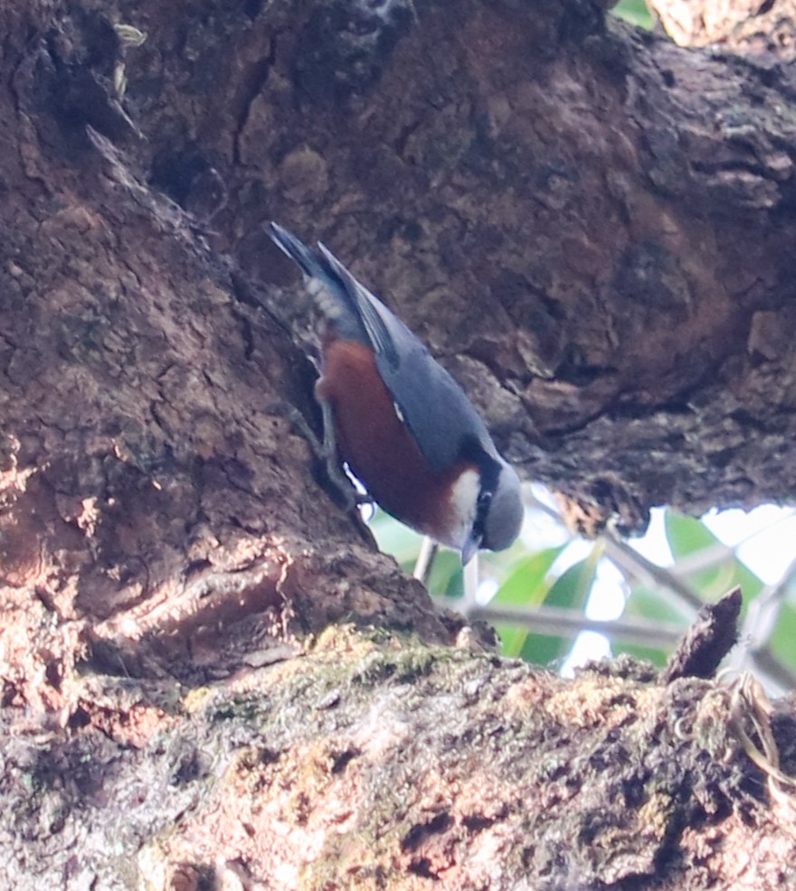 Chestnut-bellied Nuthatch - ML623224240